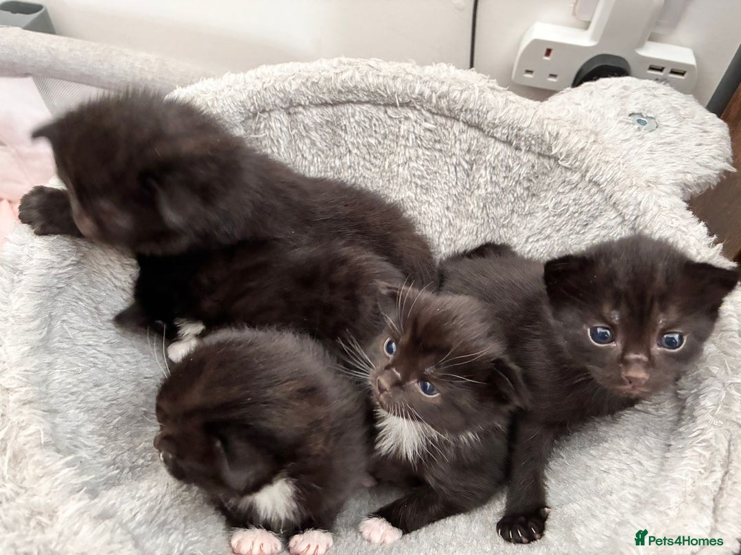 Bombay cats for sale: Kittens for sale  - Image 6