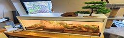 Leopard Gecko reptiles for sale: Female Leopard Gecko with Full Set-Up - Advert 6