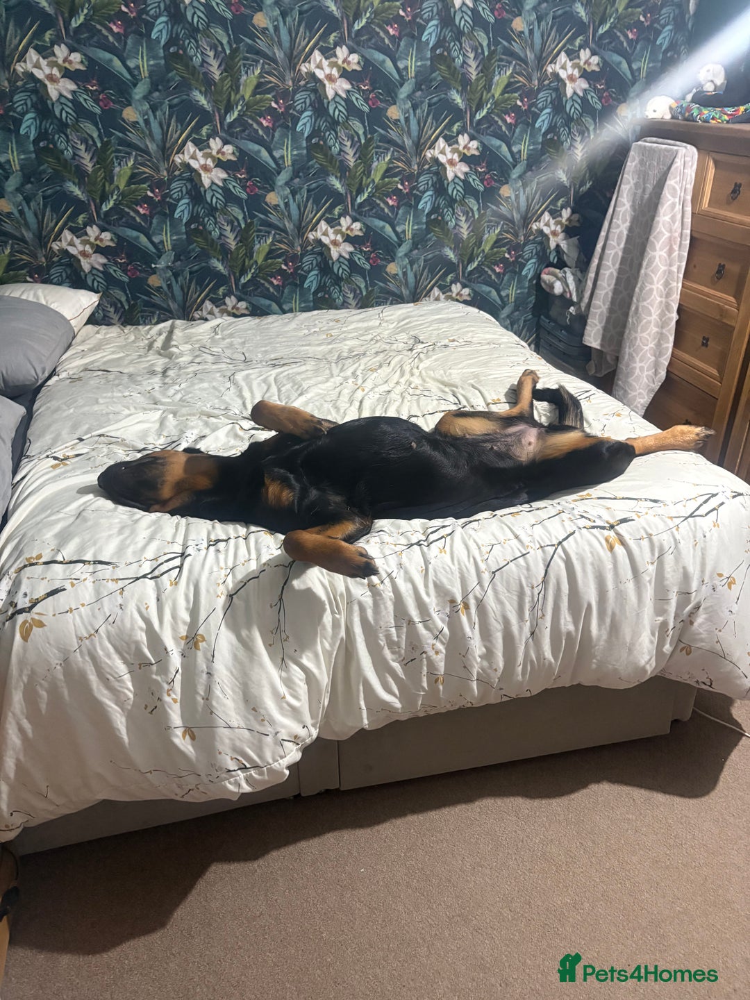 Mixed Breed dogs for sale:  Beautiful natured girl - Advert 12