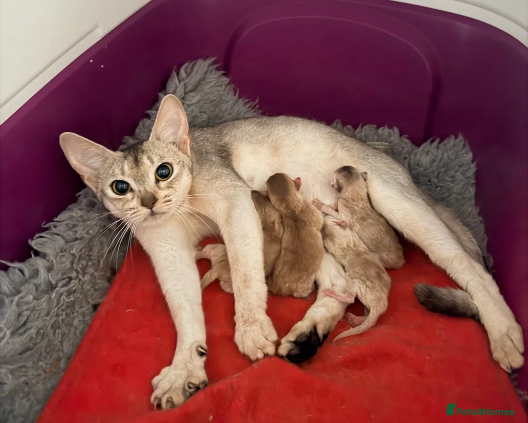 Abyssinian cats for sale: 🌟 CHAMPION LINES SILVER BLACK & SILVER CINNAMON  - Advert 15