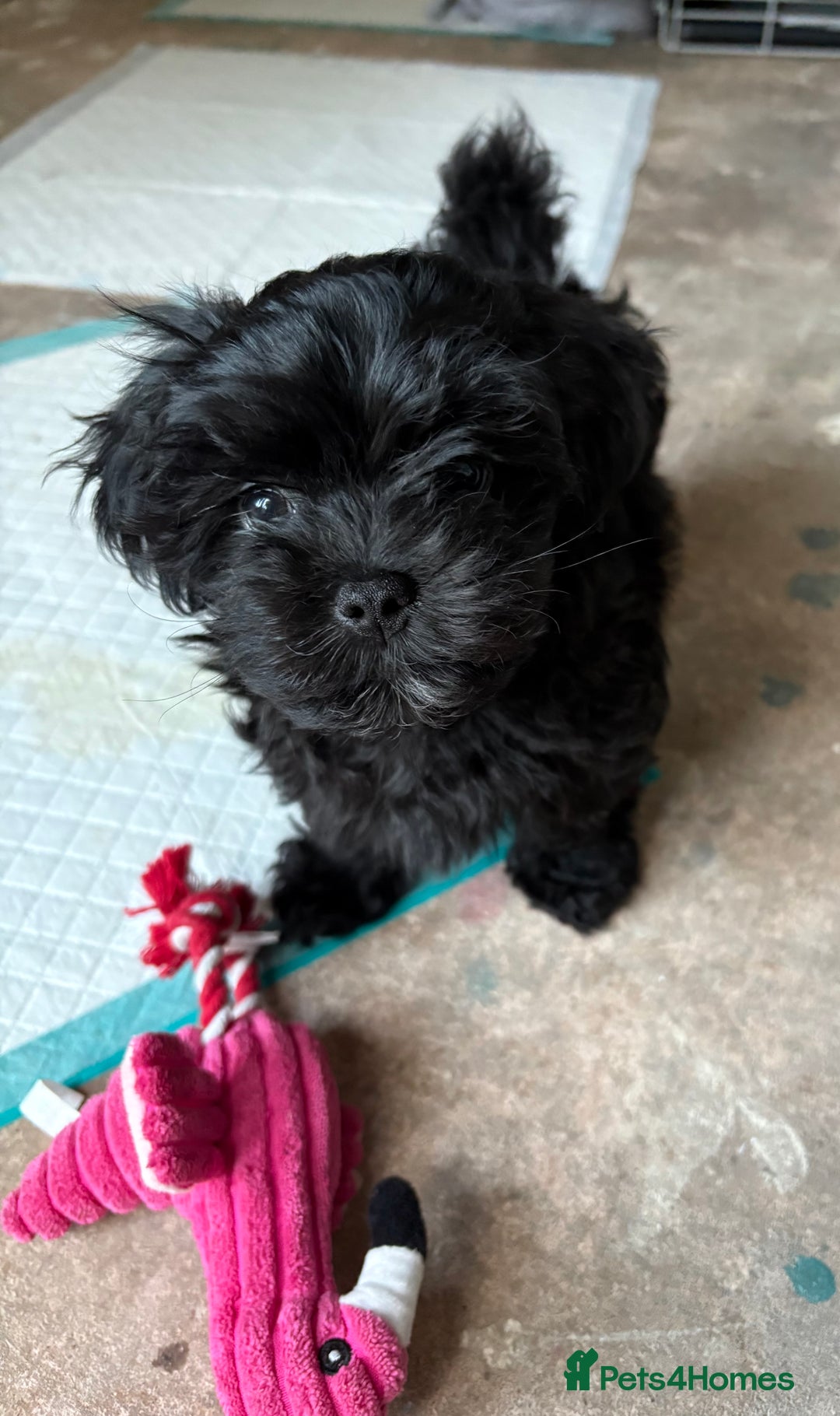 Maltipoo dogs for sale: Miniature F1 Maltipoo puppy - Image 5