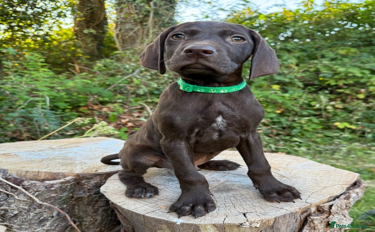 German Shorthaired Pointer dogs - Advert 2