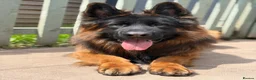 German Shepherd dogs for stud: Long hair KC registered Stud - Advert 6