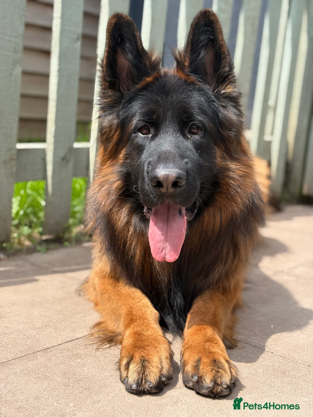 German Shepherd dogs for stud: Long hair KC registered Stud - Advert 6