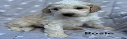 Bernedoodle dogs for sale: Bernedoodle puppies. F1b. Home reared, DNA tested  - Advert 12