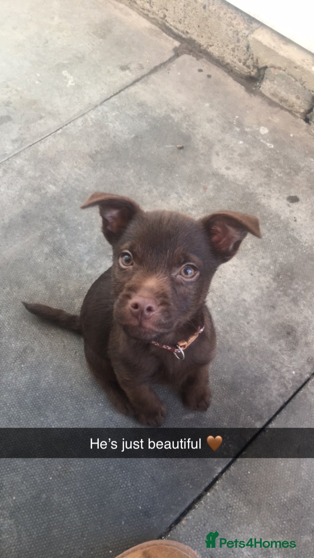 Patterdale Terrier dogs for stud: STUD PATTERDALE - Image 11