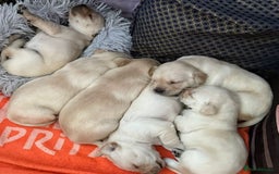 Labrador Retriever dogs for sale: 🐾 adorable Labrador Puppies- Taking Deposits Now - Image 4