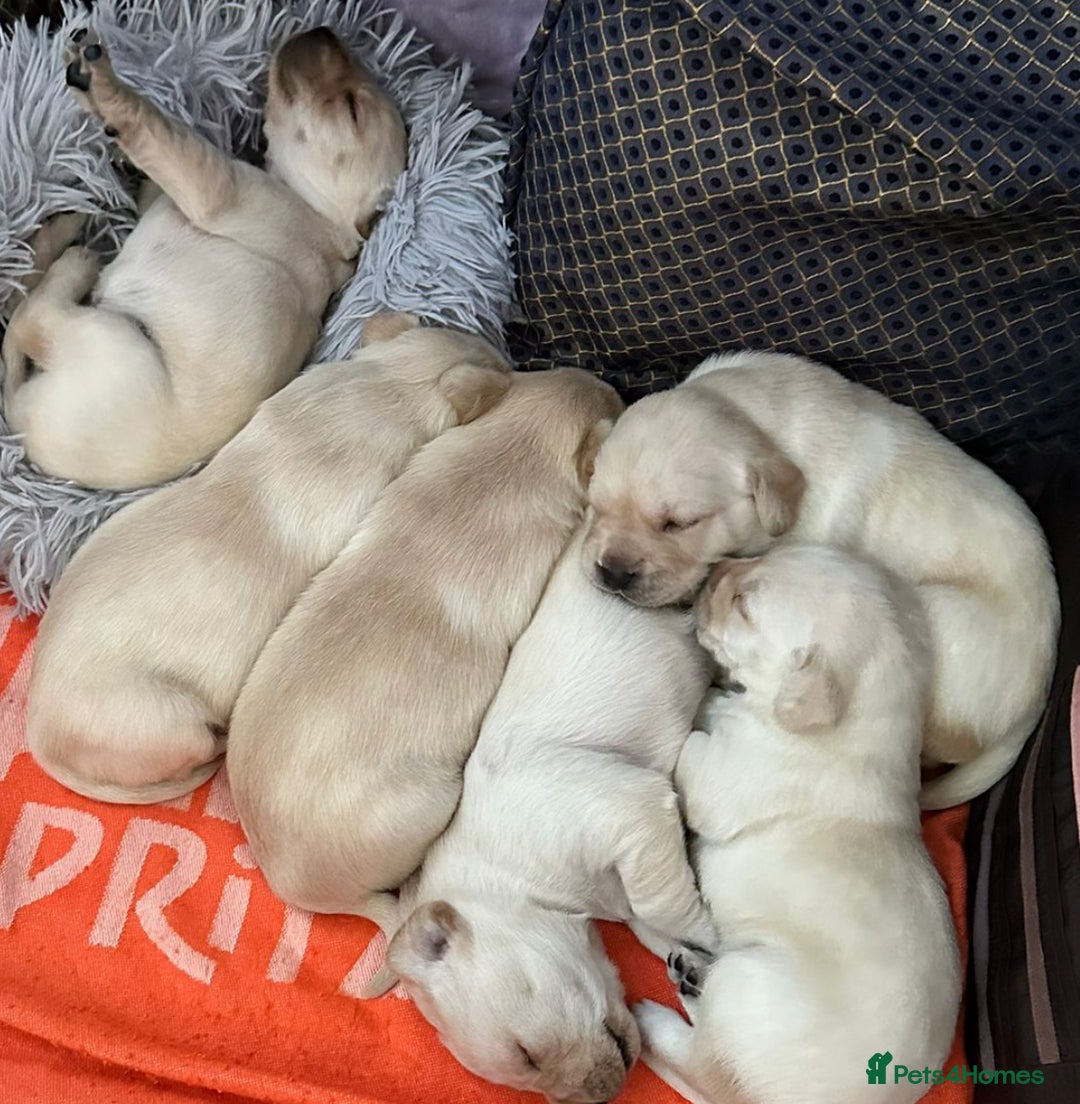 Labrador Retriever dogs for sale: 🐾 adorable Labrador Puppies- Taking Deposits Now - Image 4