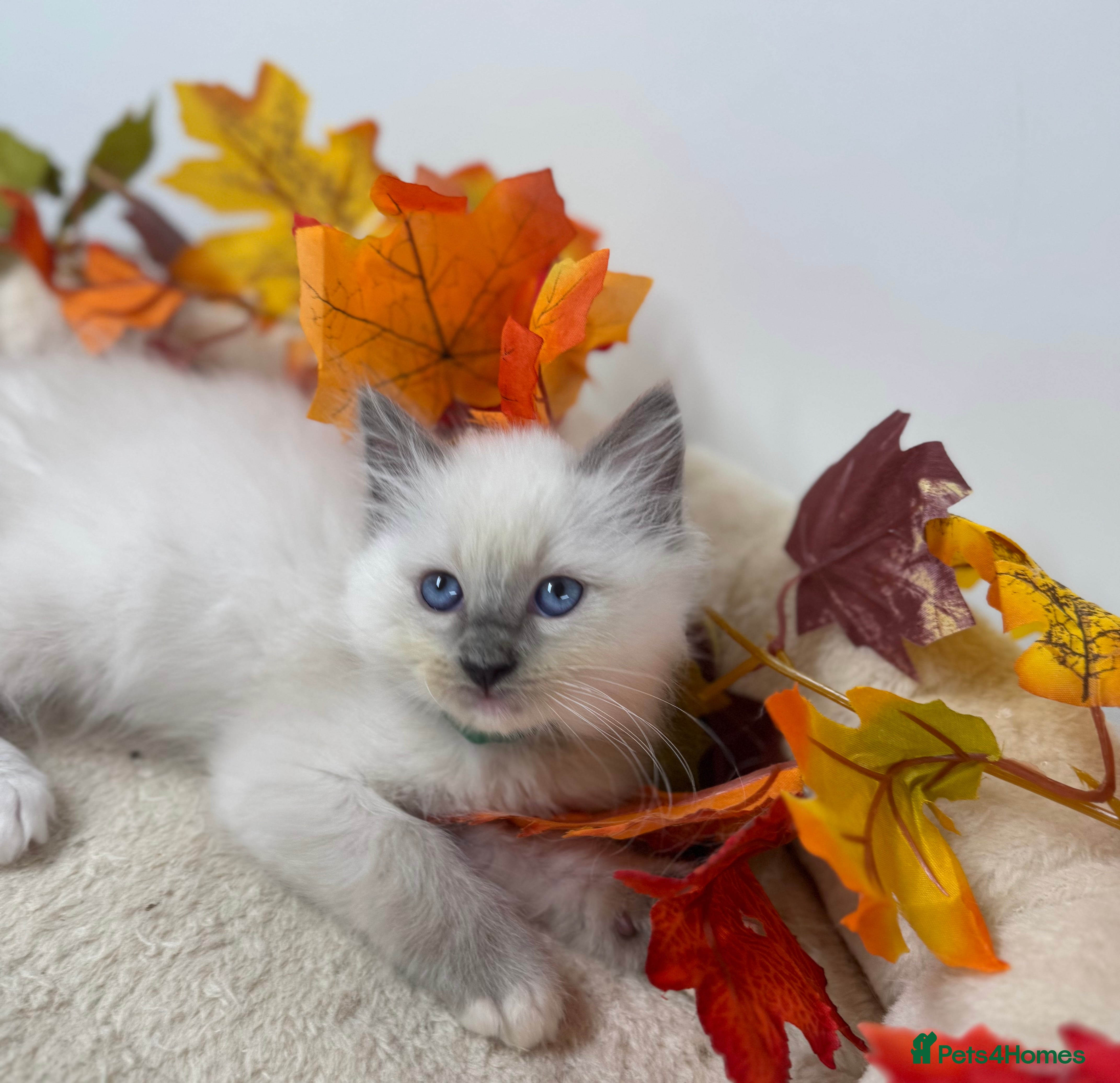 Ragdoll cats Adorable Ragdoll Kittens - GCCF registered - Advert 4