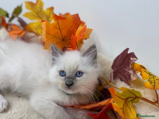 Ragdoll cats - Advert 4