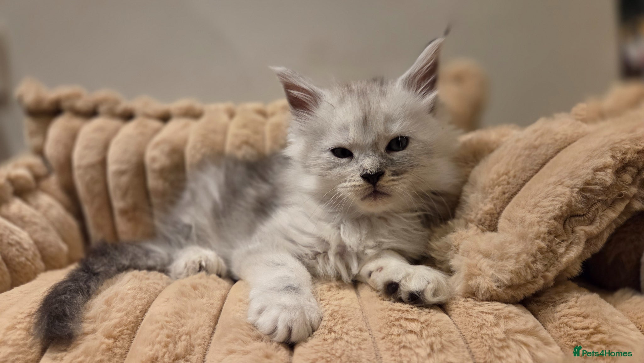 Maine Coon cats Purebreed Russian Bloodline Maine coon kittens - Advert 15