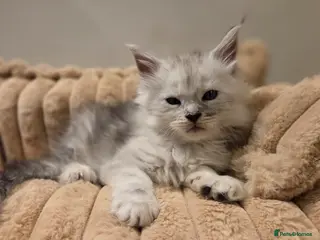 Maine Coon cats Purebreed Russian Bloodline Maine coon kittens - Advert 15