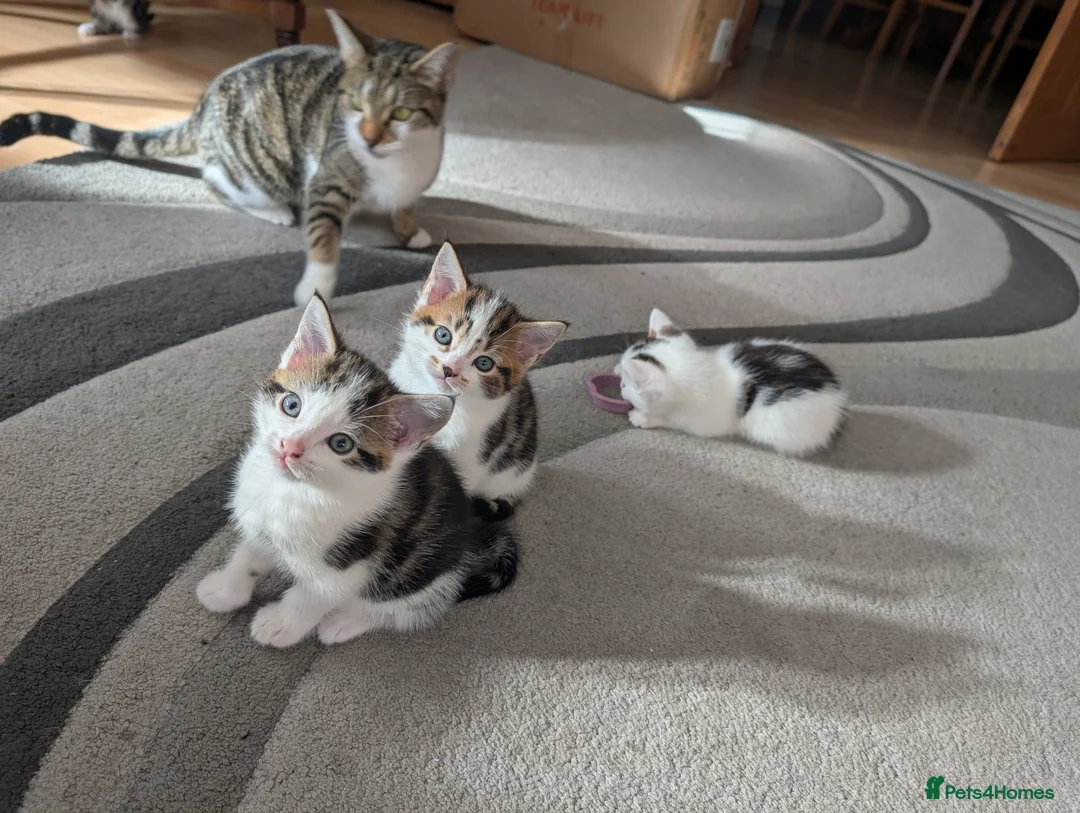 Mixed Breed cats for sale: Beautiful kittens  in Southampton - Advert 38