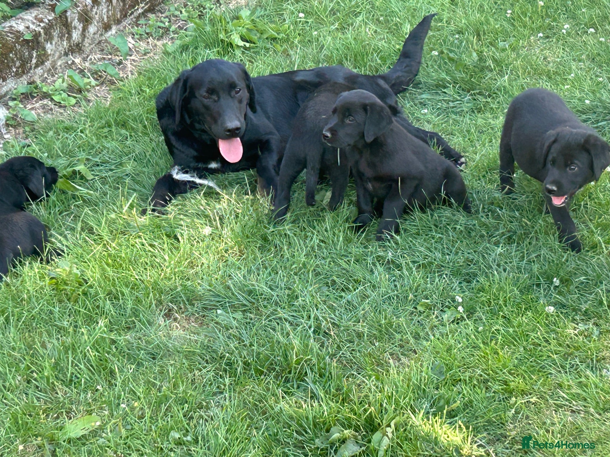 Borador dogs Gorgeous litter of lab x collie pups ready to go - Advert 2
