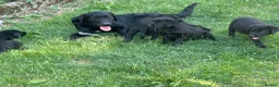 Borador dogs for sale: Gorgeous litter of lab x collie pups ready to go - Advert 2