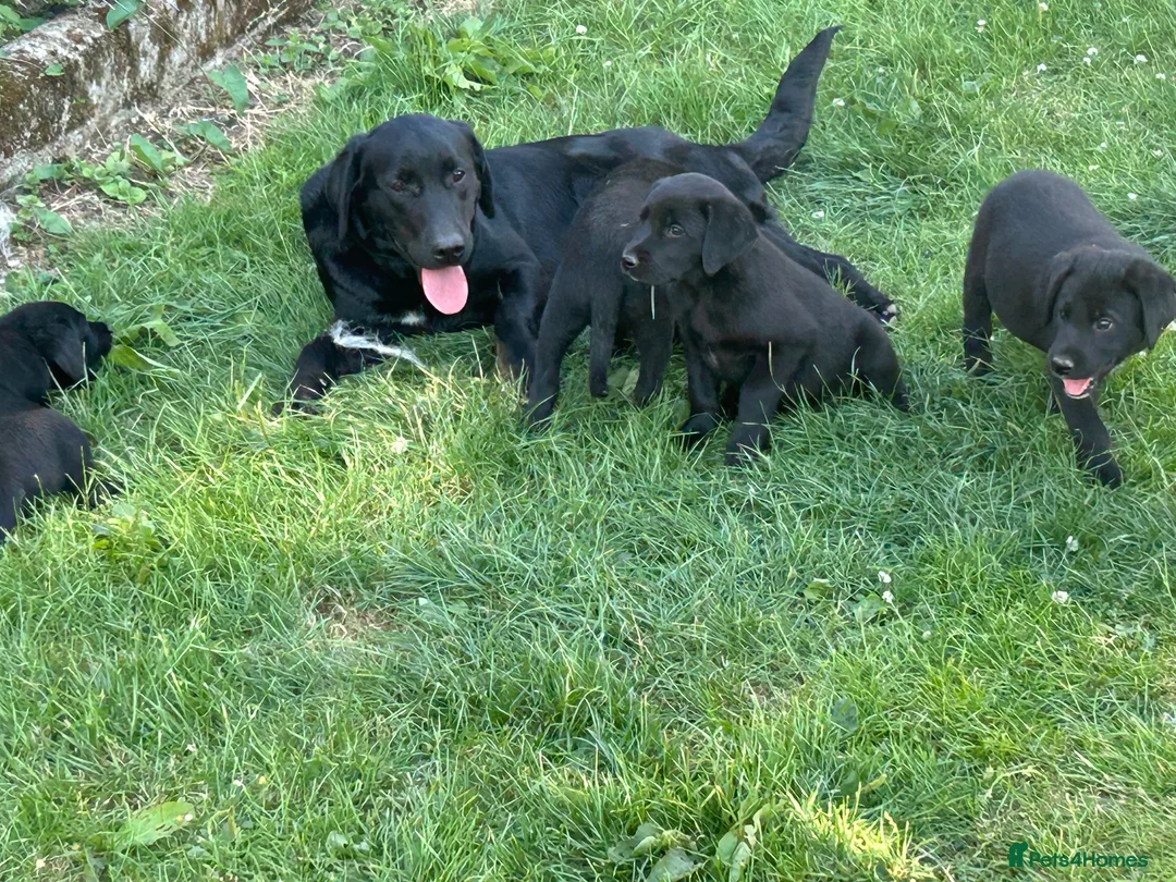 Borador dogs for sale: Gorgeous litter of lab x collie pups ready to go - Advert 2
