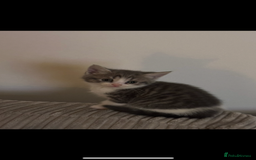 British Shorthair cats for sale: Beautiful British short hair cross kittens - Advert 2