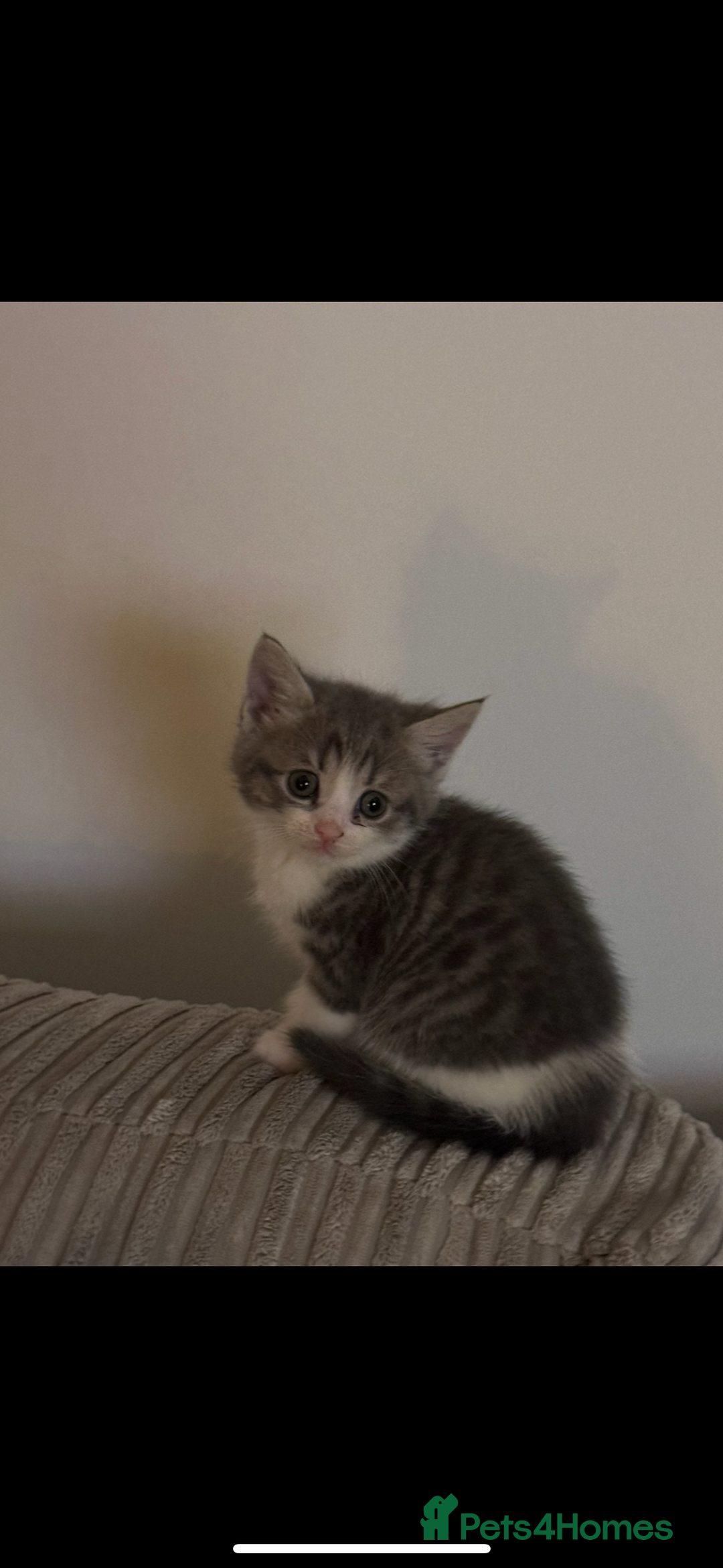 British Shorthair cats for sale: Beautiful British short hair cross kittens - Advert 2