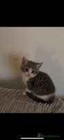 British Shorthair cats Beautiful British short hair cross kittens - Advert 15