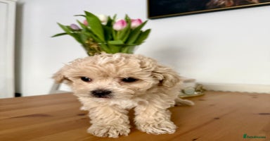 Maltipoo dogs ONLY One boy left ‼️F1B Maltipoo - Advert 7