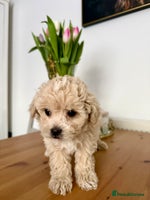 Maltipoo dogs ONLY One boy left ‼️F1B Maltipoo - Advert 1