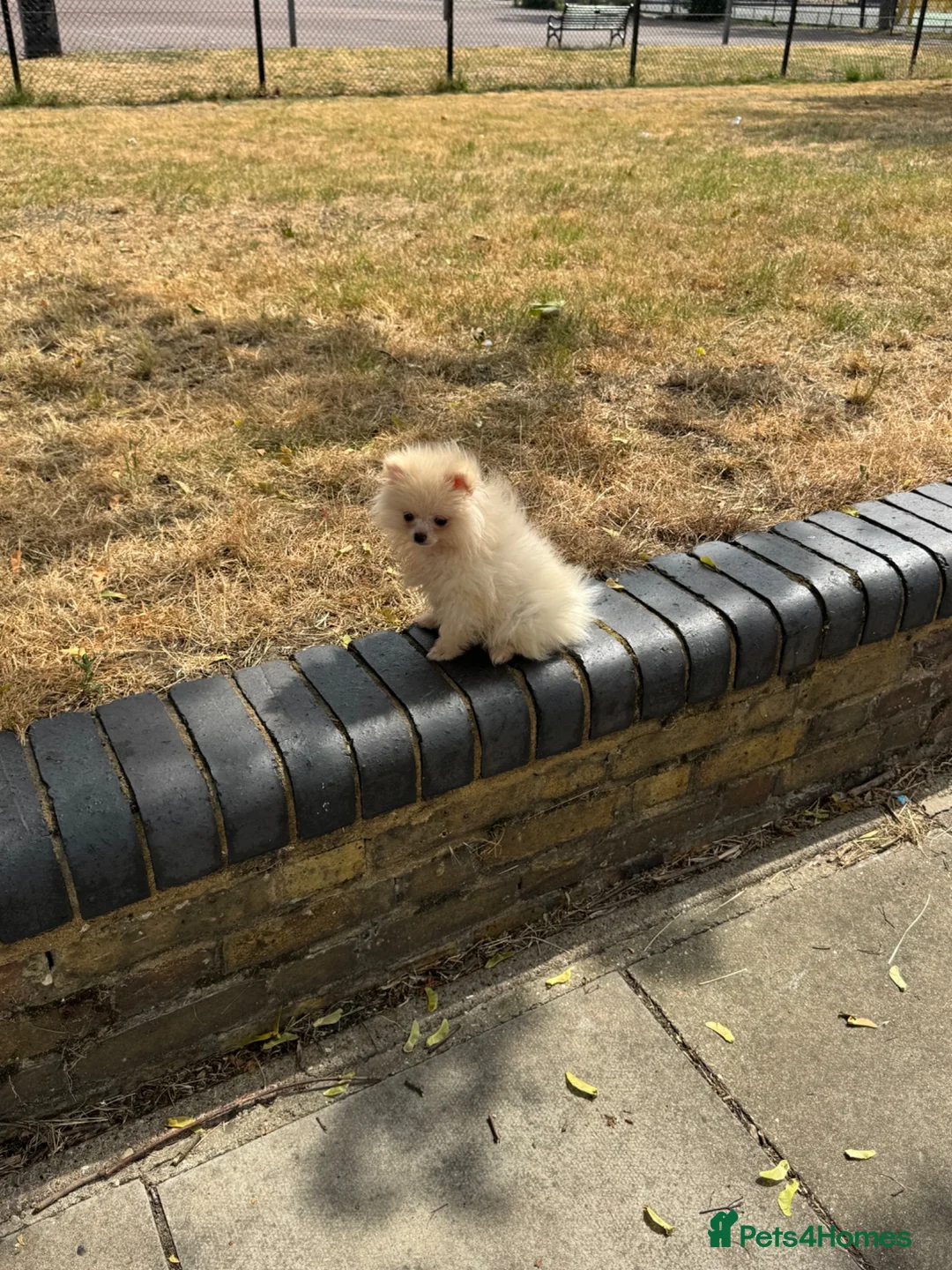 Pomeranian dogs for sale: white/cream pom pups  - Advert 2