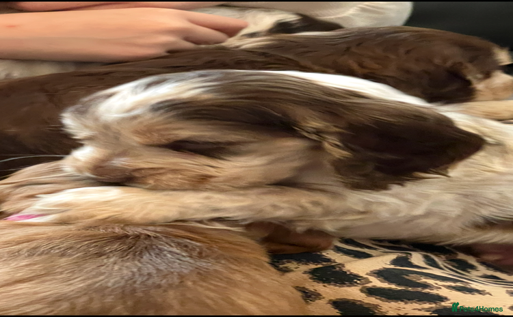 Cocker Spaniel dogs - Advert 8