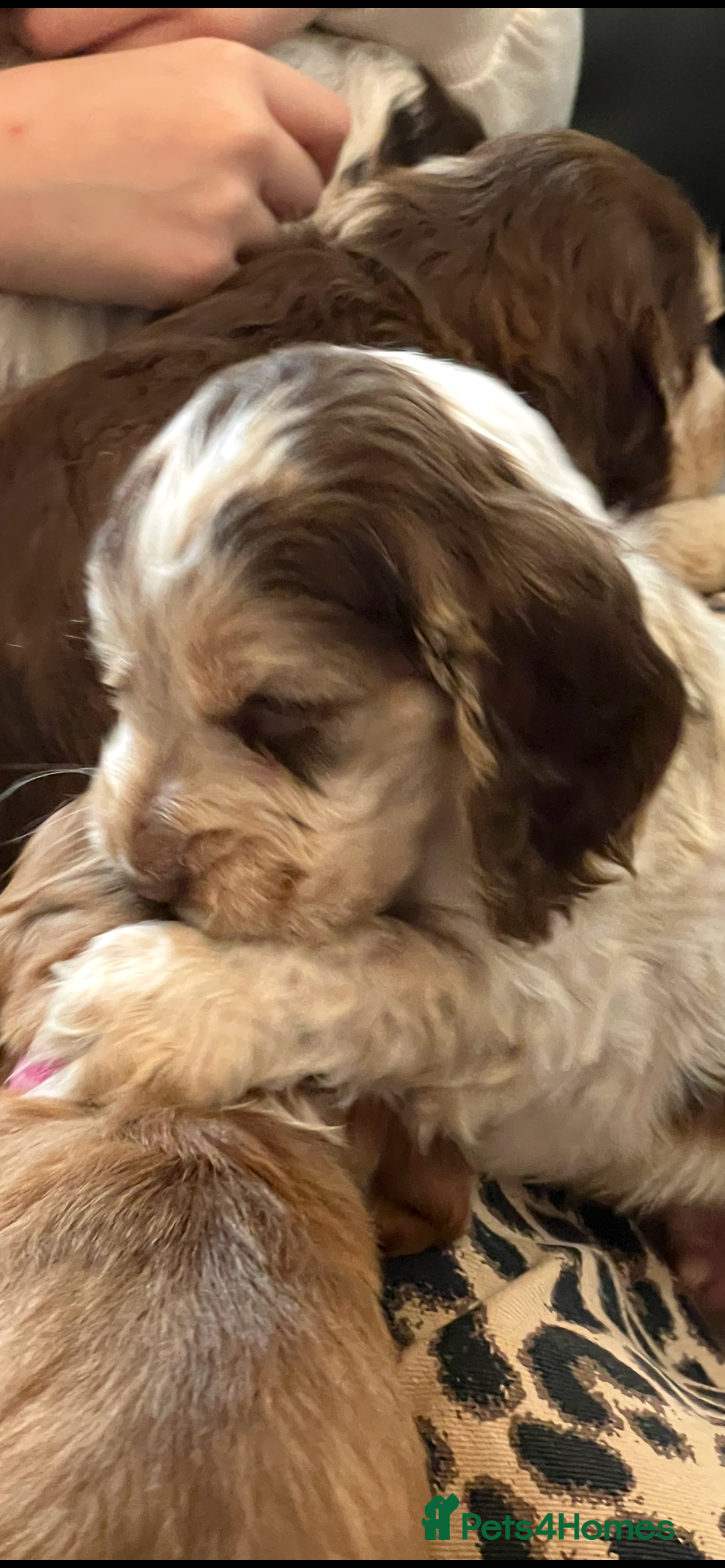 Cocker Spaniel dogs for sale: True show cocker spaniel pups  - Image 2