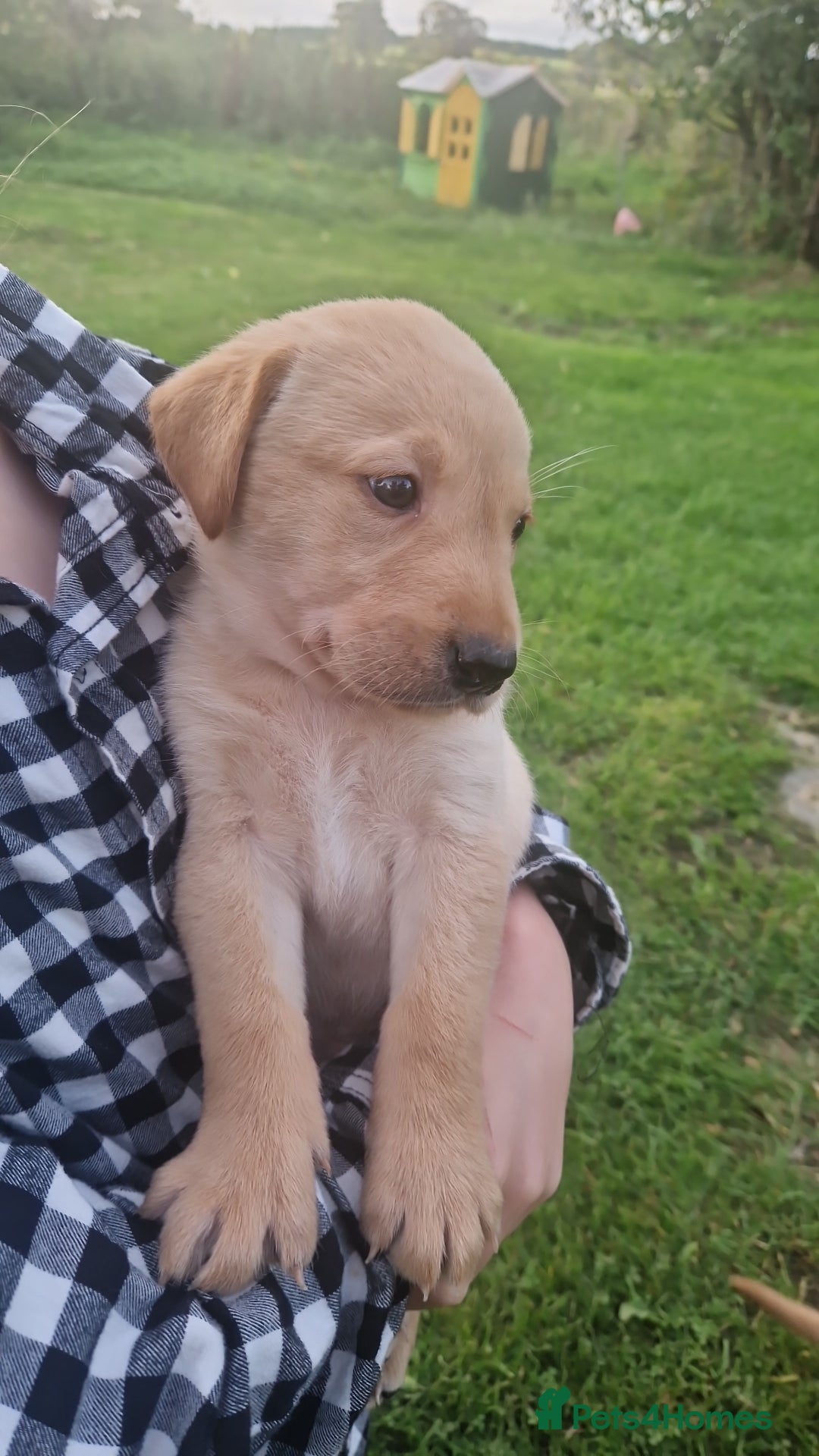 Labrador Retriever dogs for sale: Labrador puppies looking for 5* homes - Image 2