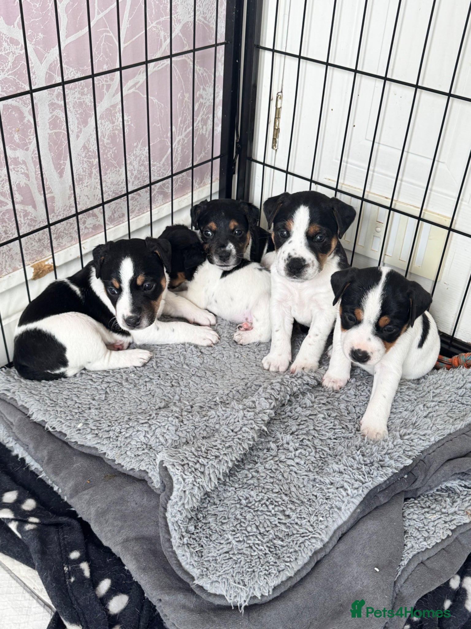 Parson Russell dogs Beautiful Parsons Russel Pups - Advert 1