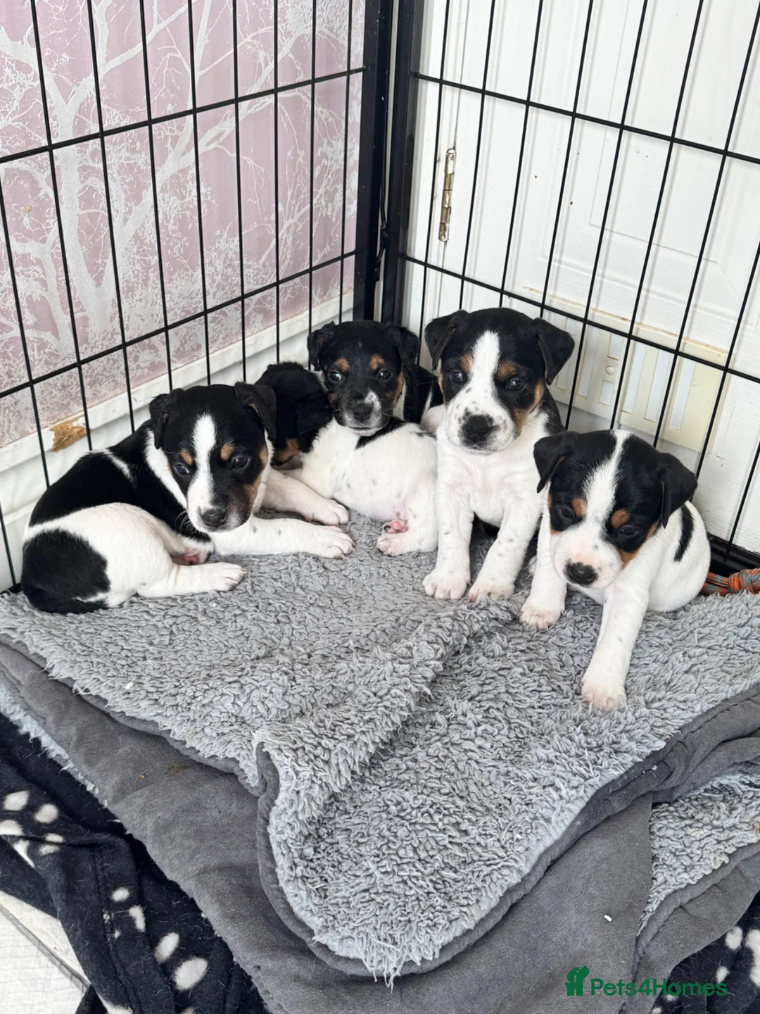 Parson Russell dogs for sale: Beautiful Parsons Russel Pups - Advert 1
