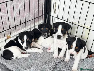 Parson Russell dogs Beautiful Parsons Russel Pups - Advert 1