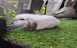 Mini Lion Lop rabbits for sale: Mini lion lop baby rabbits seal point chocolate in Durham - Image 3