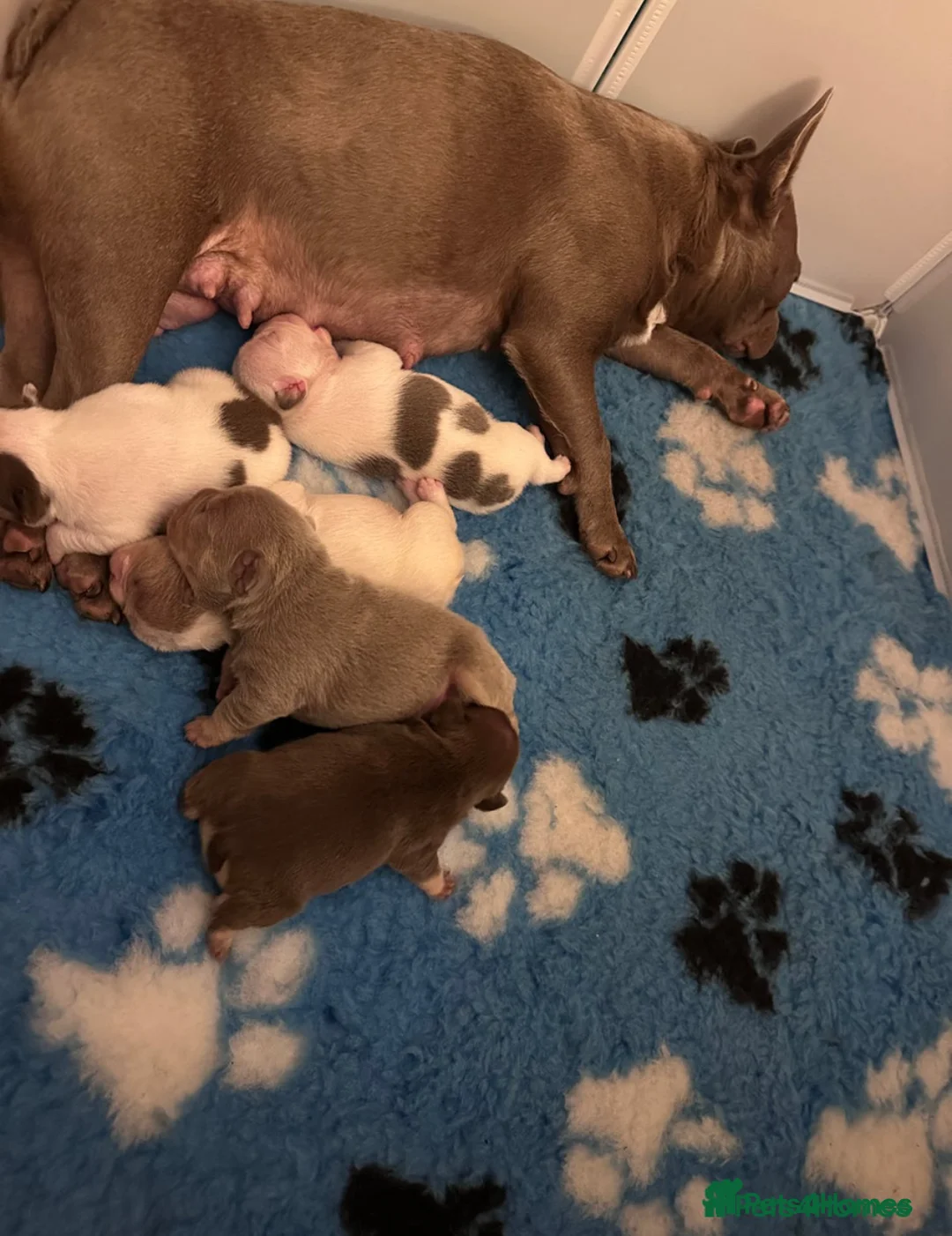 French Bulldog dogs for stud: 🏆KING HADE BEST ROJO AND TAN🏆Jan Sale❗️ in Sittingbourne - Advert 10