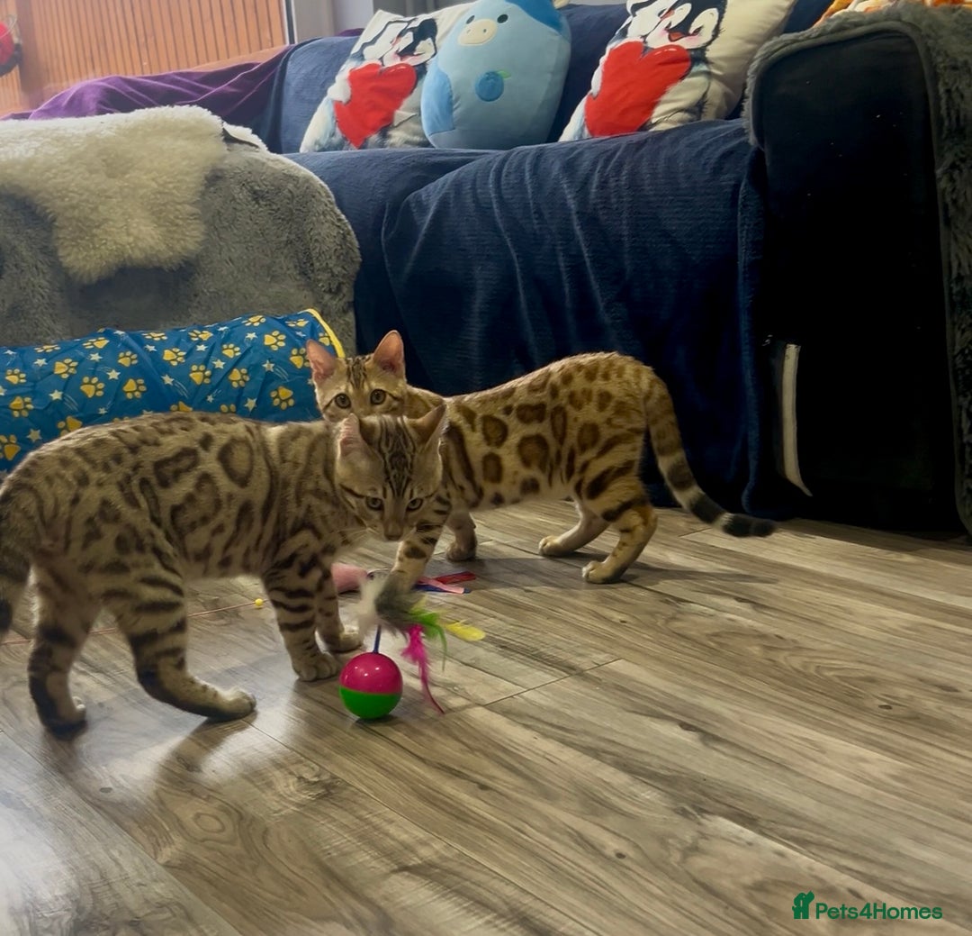 Bengal cats for sale: Stunning TICA 5 Generation Pedigree Kittens - Advert 11
