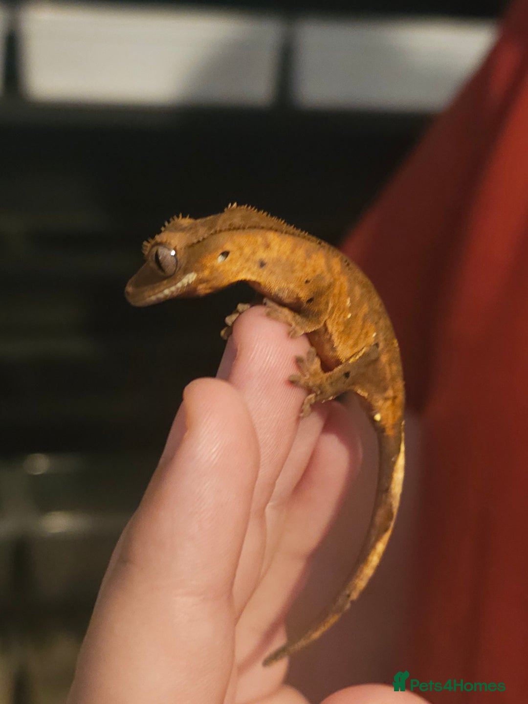 Gecko reptiles for sale: Tiger bridle dalmatian crested gecko - Image 1