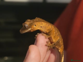 Gecko reptiles - Advert 25