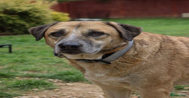 Mixed Breed dogs - Advert 1