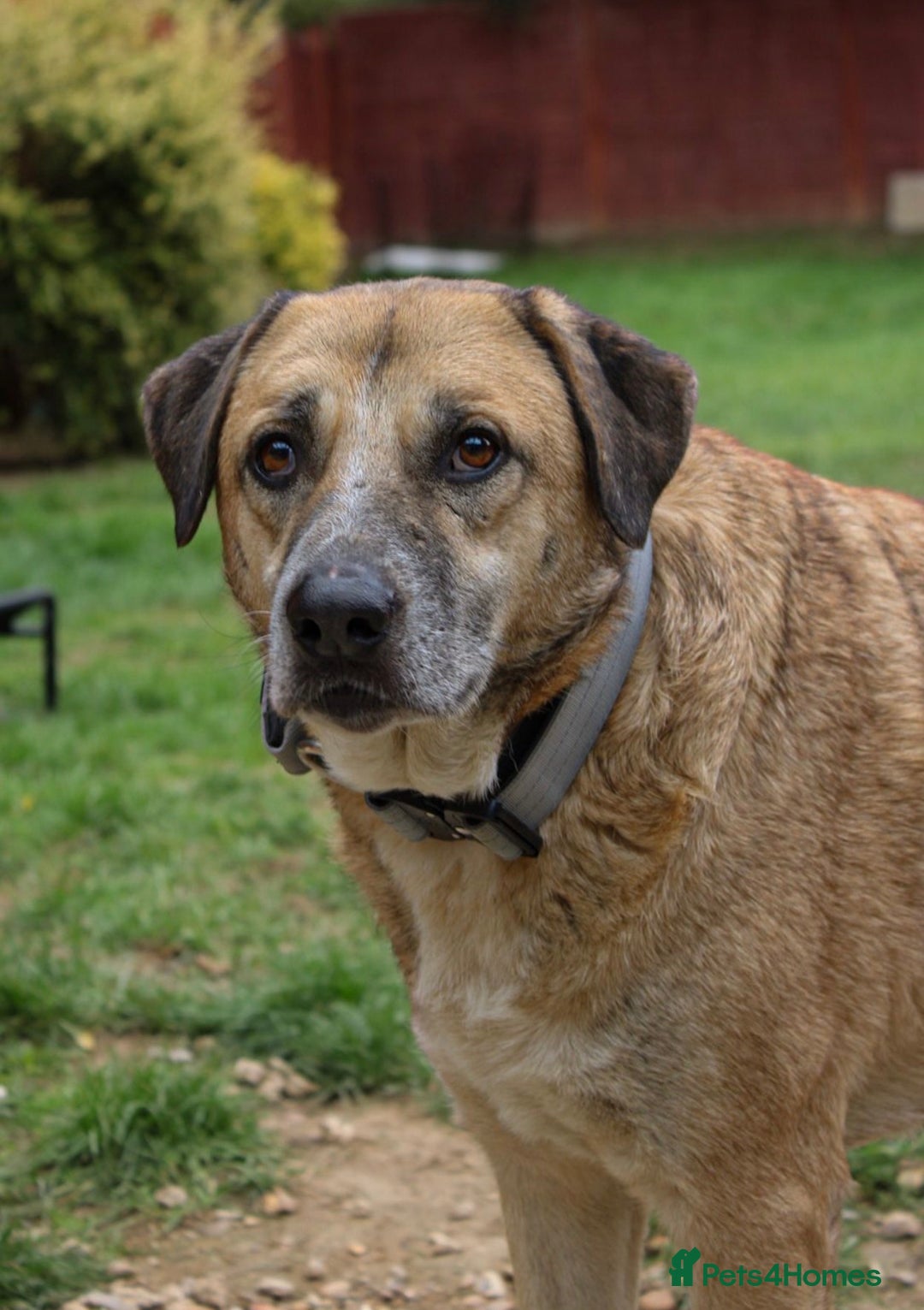 Mixed Breed dogs for adoption: Gentle Louie is ready for his forever family! - Image 3