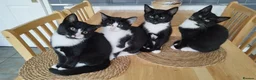 Mixed Breed cats for sale: 4 tuxedo black/white cuties looking for a home - Advert 5