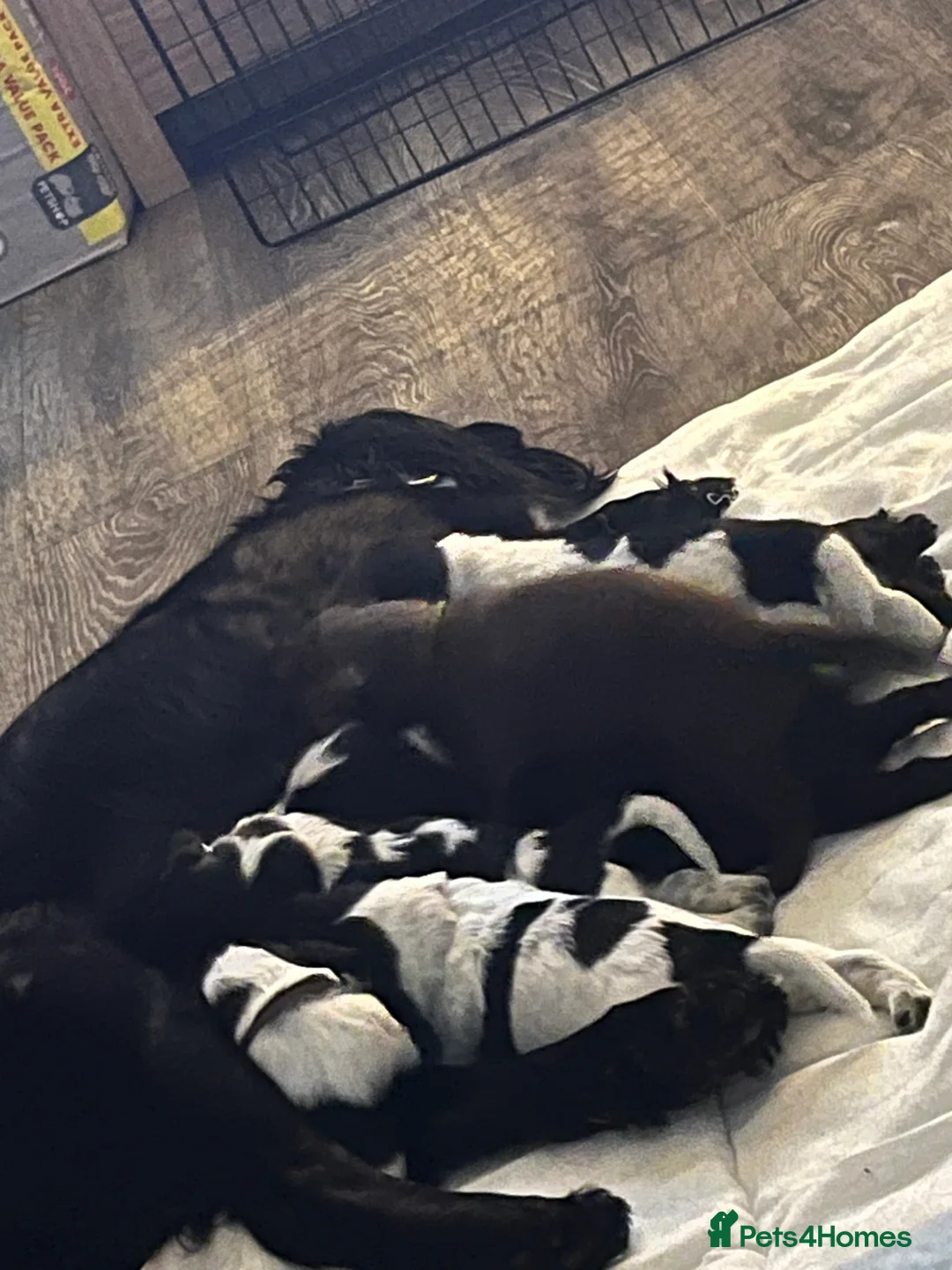 Sprocker dogs for sale: Sprocker spaniel puppies - Advert 4
