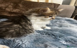 Mixed Breed cats for sale: Cute British Mix Kittens Looking for New Homes - Image 5