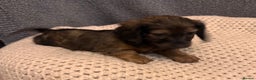 Dachshund dogs for sale: LONG HAIRED DACHSHUND PUPPIES - Advert 7