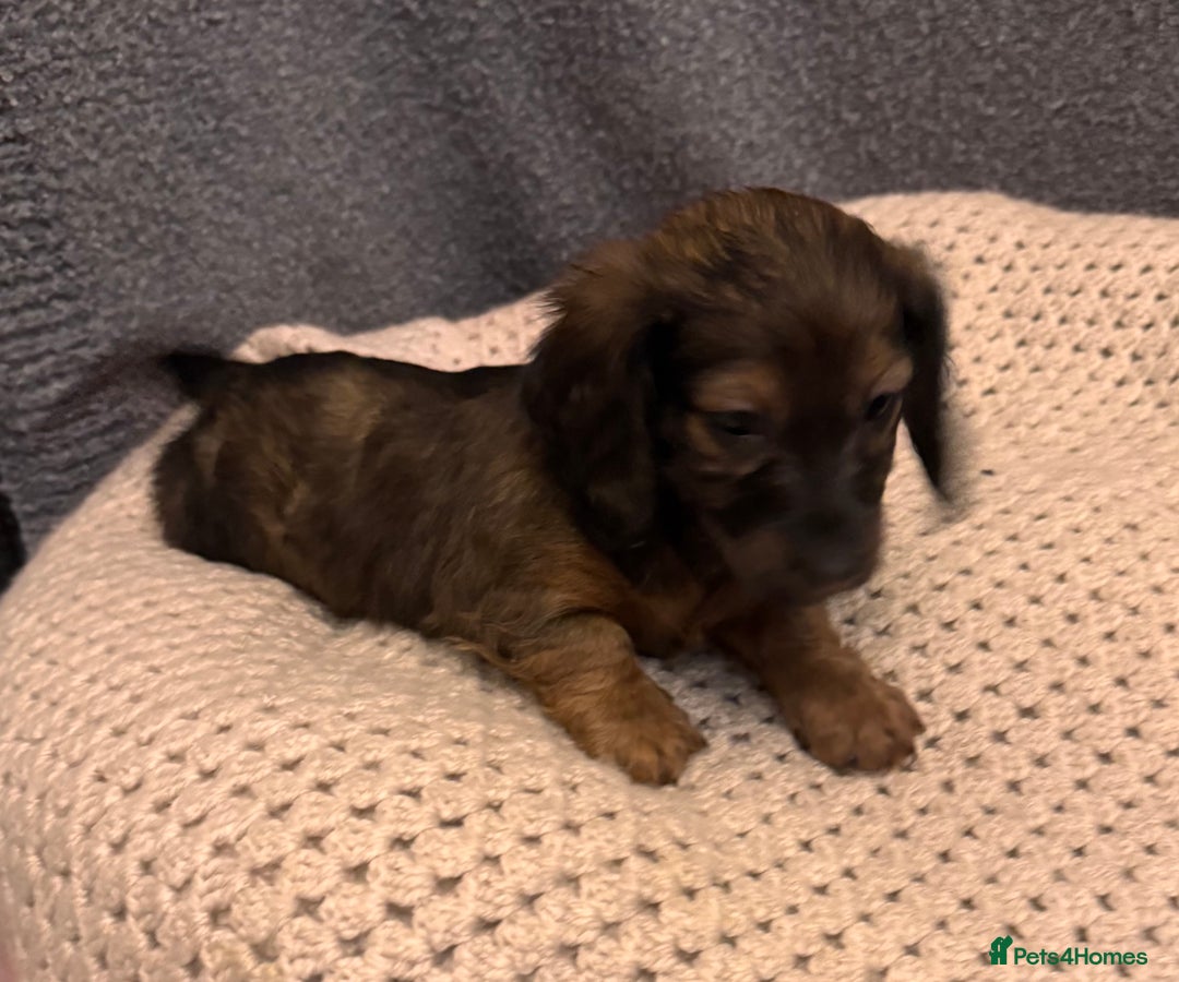 Dachshund dogs for sale: LONG HAIRED DACHSHUND PUPPIES - Advert 7