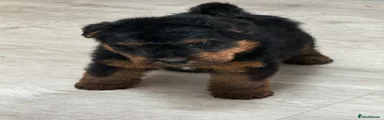 Welsh Terrier girl Puppy 4