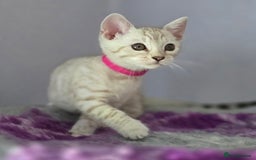 Bengal cats for sale: TICA Champion Bengal Kittens  - Image 20