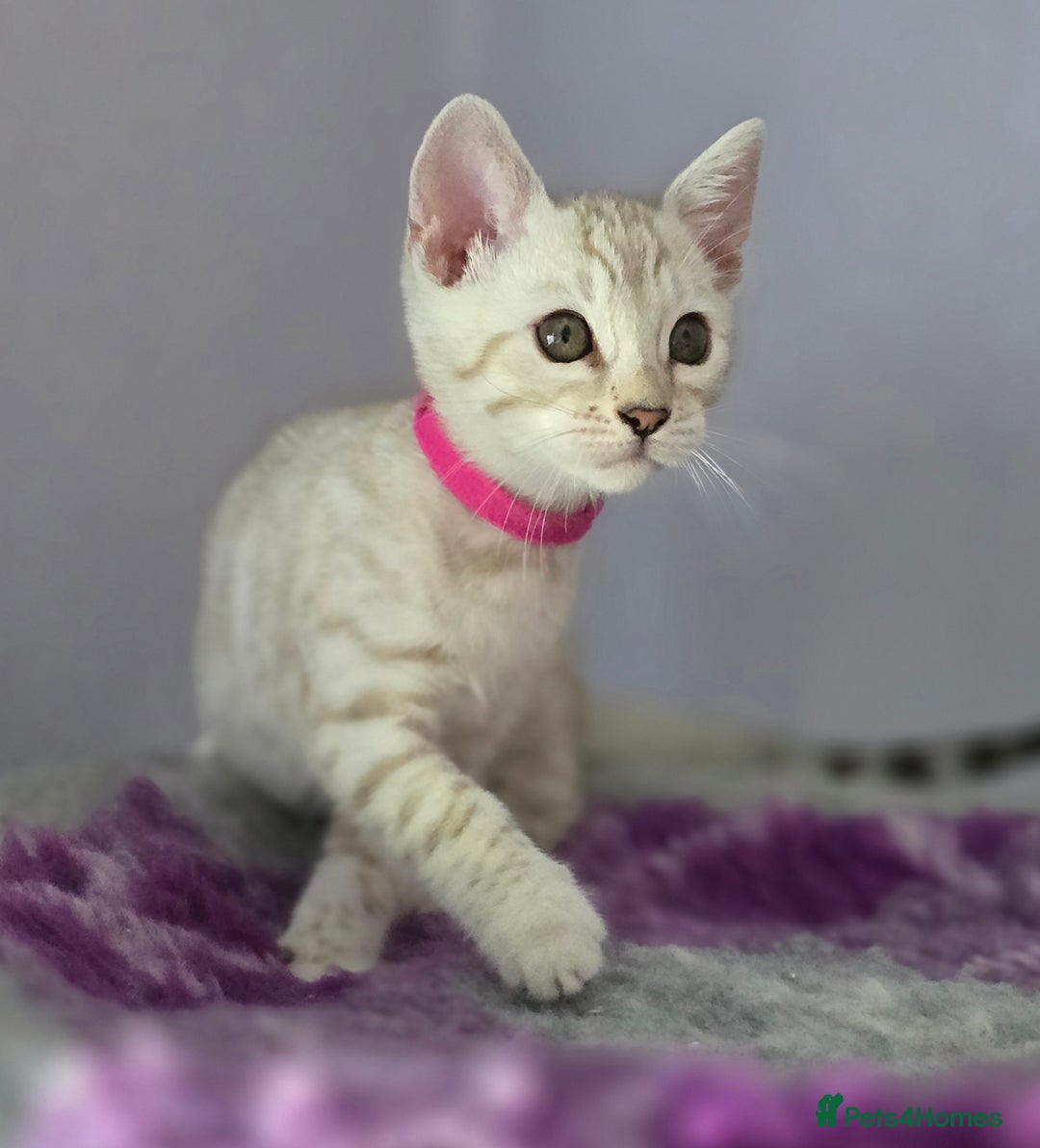 Bengal cats for sale: TICA Champion Bengal Kittens  - Image 20