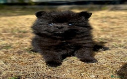 Pomeranian dogs for sale: 3 Little Girls Looking for Love! - Image 18