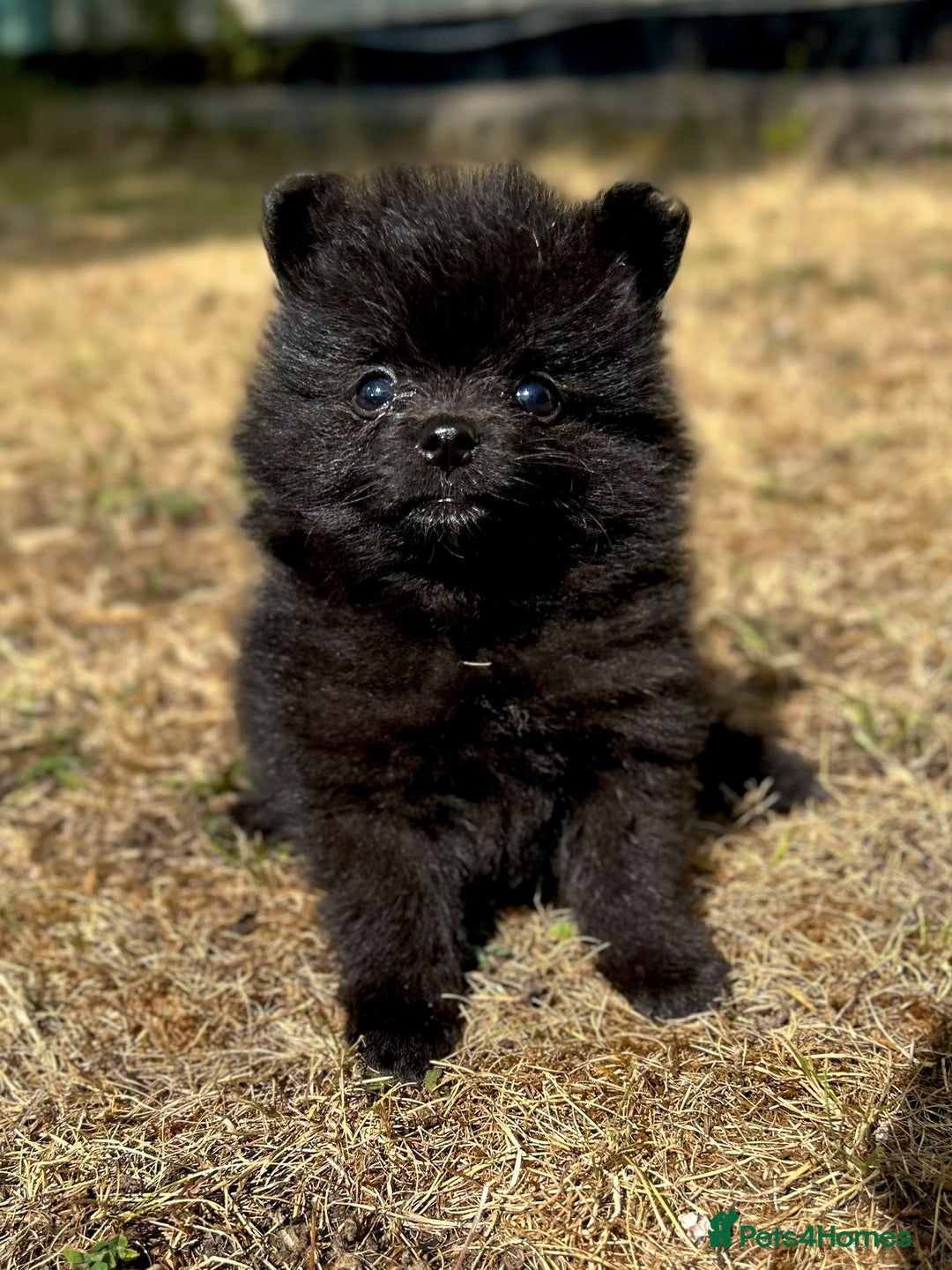 Pomeranian dogs for sale: 3 Little Girls Looking for Love! - Image 18