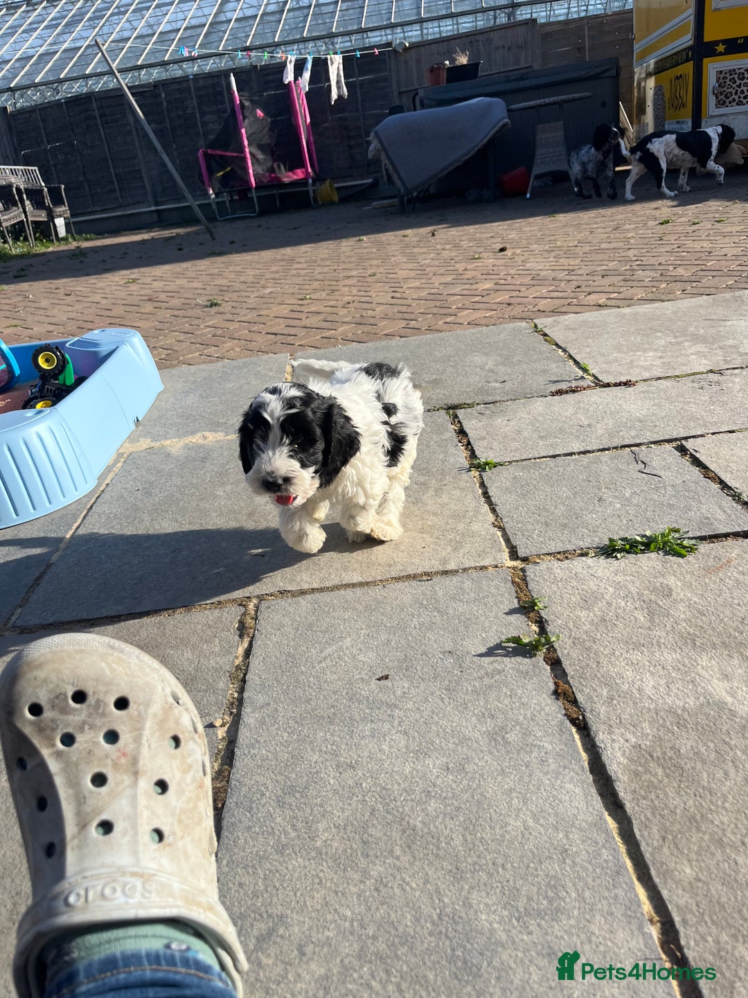 Cockapoo dogs for sale: One Cockapoo boy looking for his forever sofa!  - Image 2